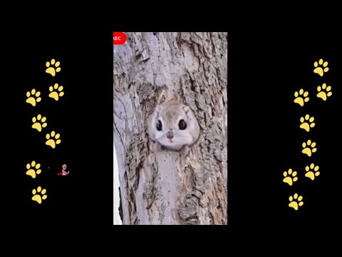 funny 🐶 dogs reactions part 48 No Languages only funny voices |Sabeera smc funny videos 2023
