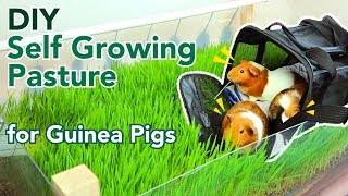 DIY Self Growing Pasture for Guinea Pigs | GuineaDad