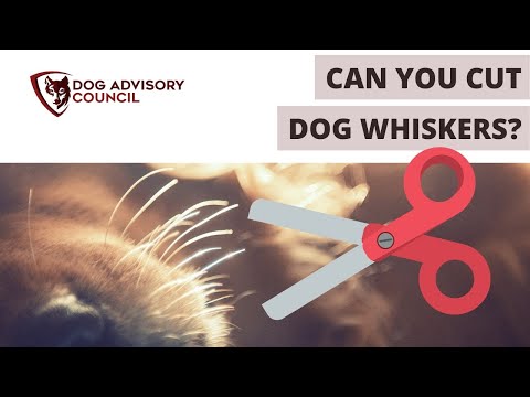 Can You Cut Dog Whiskers? (Or Trim)
