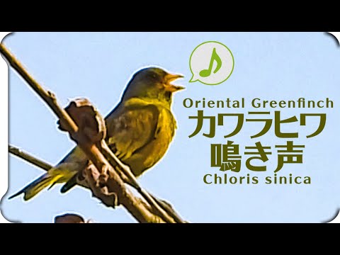 Zelienka čínska (Chloris sinica) — video o speve a chove