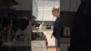 #cat #cute #catvideo #cutecat #funnyvideo #funny #pets