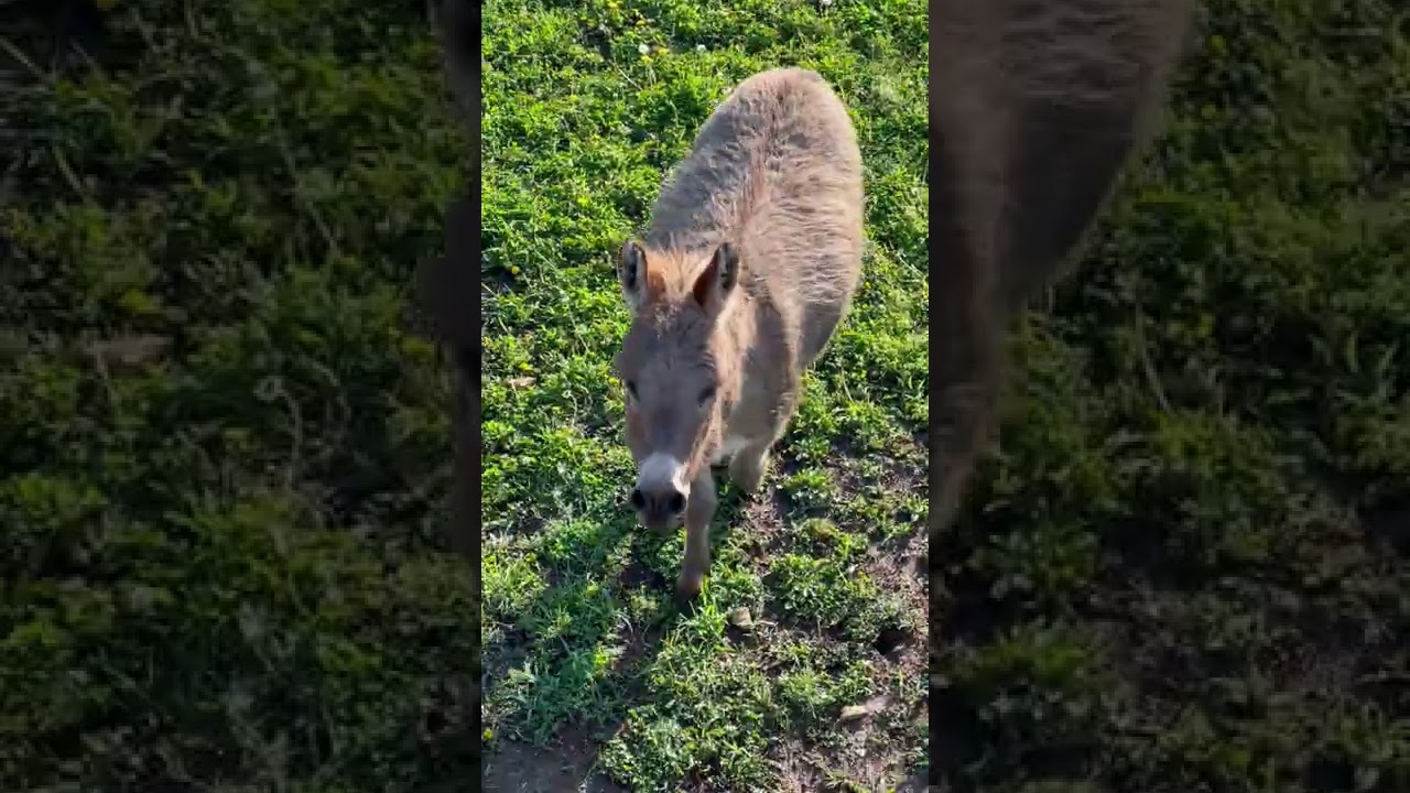 Waffles Thinks He’s Everyone’s Friend. Not Everyone Wants Him as a Friend. || ViralHog