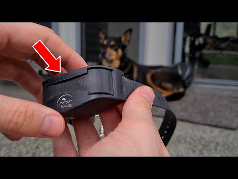 Finding Peace: The Best Bark Collar on the Market!