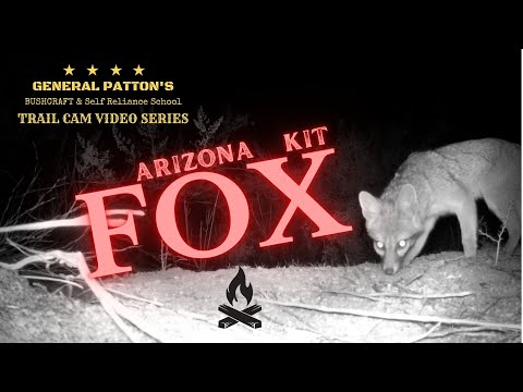 Arizona Kit Fox