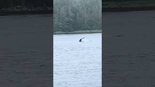 #royalcaribbean #sitka #alaska #whale #shorts #excursions #cruiselife #humpbackwhale  #okaytravel