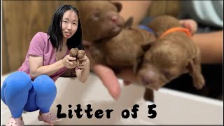little angel | litter of 5 几天大的泰迪小奶狗长什么样，天使小奶狗日常