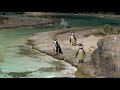 If You Want To Relax Your Mind Then Watch 076 Pingu S Discovery Avi Mind Relaxing