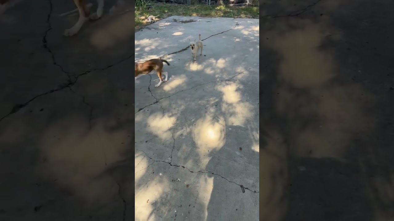 Hudson, a Adoptable mixed breed in San Antonio, TX video 6/6