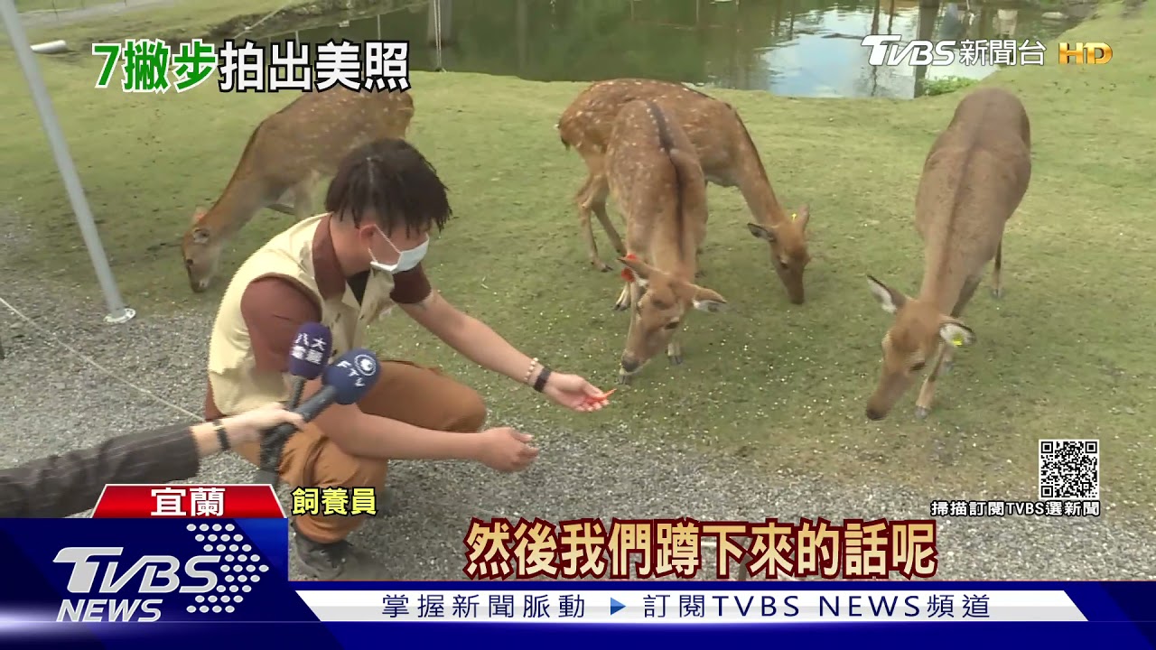 偽出國！「台版奈良」　0距離餵食超萌小鹿