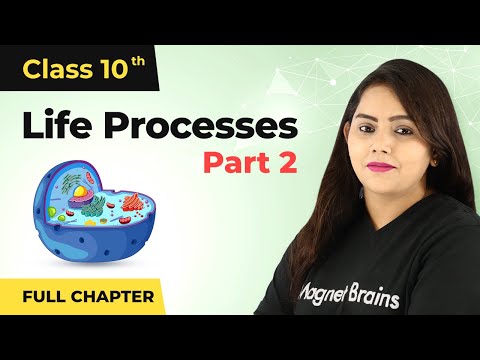Life Processes Class 10 Full Chapter (Part 2) | Life...