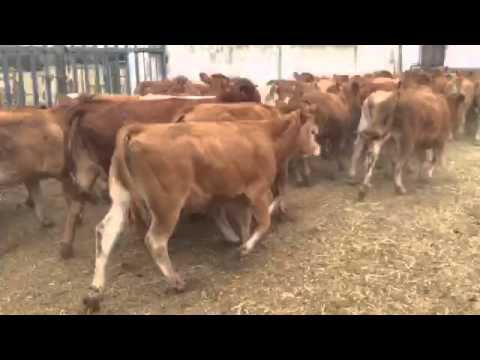 BIKCI teleta za dopitanje / teličke biki - LIMOUSIN limuzin 200kg (PELICON d.o.o.)