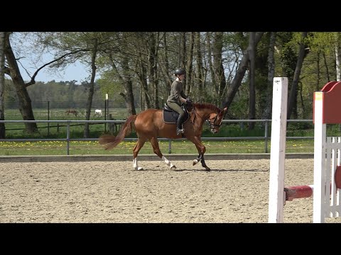 Balou Peggio  - Silvio I, Hannoveraner, Wallach * 2017