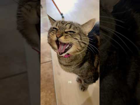 Oh Penny… #talkingcat