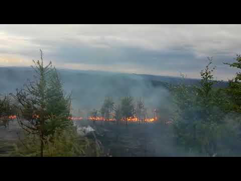 2018 0624 Waldbrand  bei Scheiblingstein