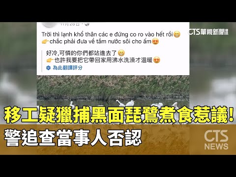 移工疑獵捕黑面琵鷺煮食惹議！　警追查當事人否認
