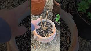 little things in the garden