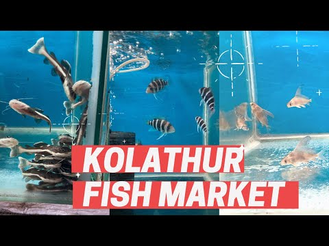 Kolathur fish market | Baba aquarium |#TGVN’s LIFE