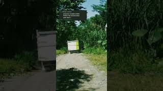 Download lagu story wa lir ilir (dodotiro kumitir bedah ing pinggir) mp3