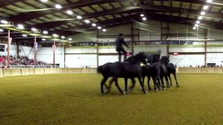 preview picture of video 'Percheron Thunder at the Topsfield Fair'