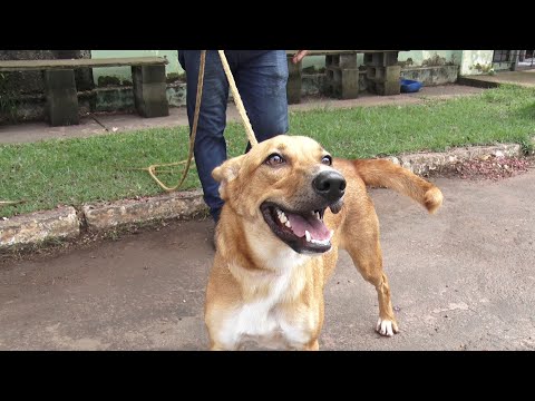 Rex: o cão que é bravo, mas também é herói