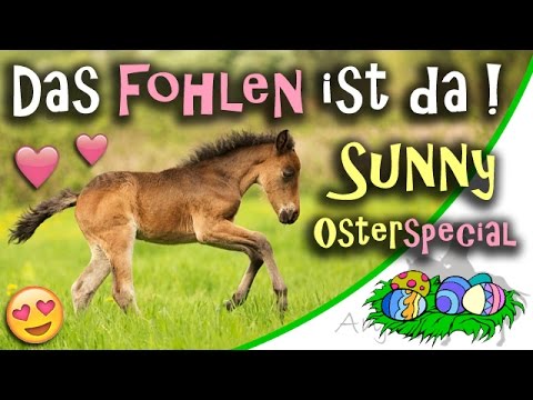 [OSTERSPECIAL] Lolas Fohlen ist da! - Das ist Sunny