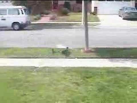 RC Hughes 500 TOW DEFENDER HELICOPTER  (see on ebay)