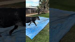 Olha só o que a mini vaca do Matheus aprontou aqui na fazenda kkkk