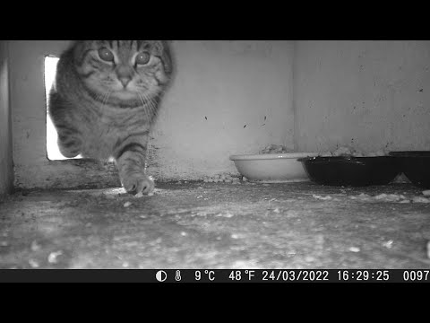 Villikattahjálp Hafnarfjarðar (Feral cat organization of Hafnarfjordur Iceland)