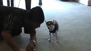 HIP HOP AWARDS - KATT WILLIAMS...as THE DOG WHISPERER!