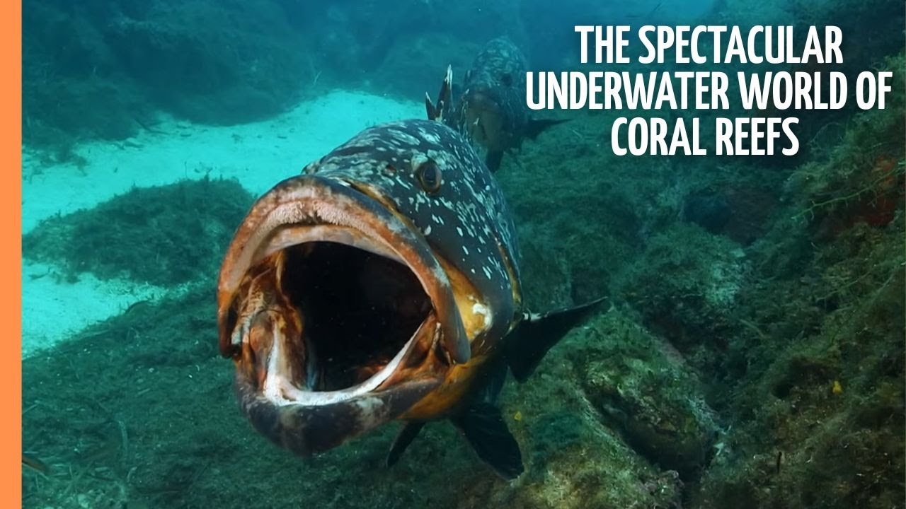 The Spectacular Underwater World of Coral Reefs