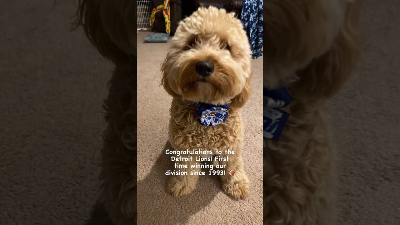 Congratulations to the Detroit Lions #SammyHammyDoodle #short #DetroitLions #Football ￼