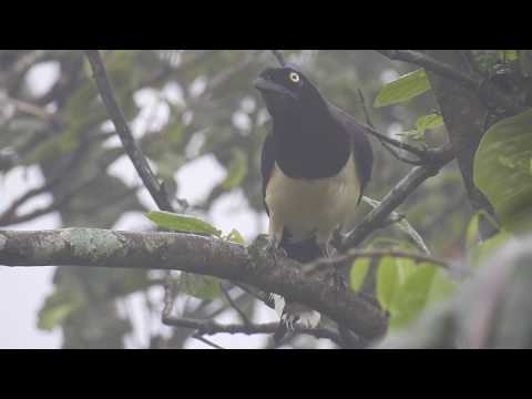 Black-chested Jay