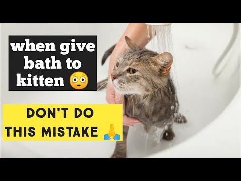 When can i start bathing My Kitten ? When you should bath your Cat or avoid to give bath to Cat's