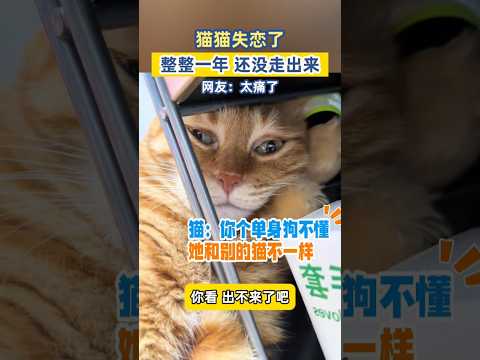 貓貓失戀了，整整一年還沒走出來，網友：太痛了 #熱門 #社會百態 #離譜 #貓咪