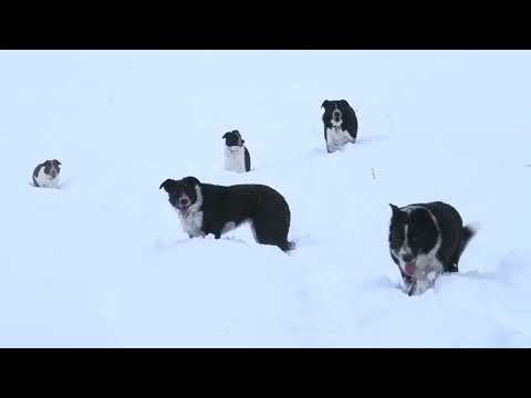 short haired border collie, Biele Karpaty, 24.12.2023