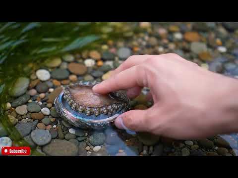 🔴 The FRESHEST Abalone ASMR You'll Ever See | Close-Up Visuals & Natural Ocean Sounds