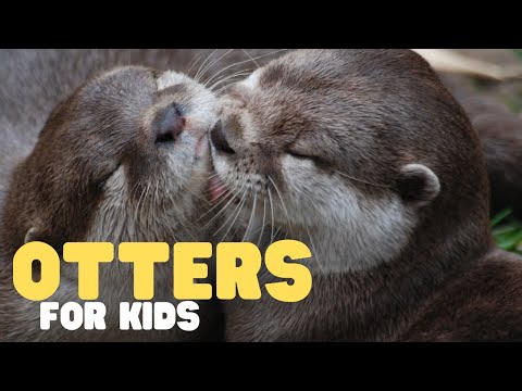 Otters for Kids | Learn all about these semi-aquatic mammals