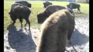 preview picture of video 'Buffalo in Ocoee, Florida.'