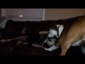 Ninja Hump Face