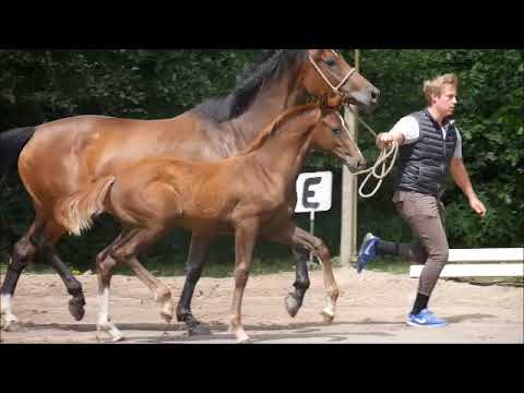Hengstfohlen v Benicio - Dannebrog - Lauries Crusador xx