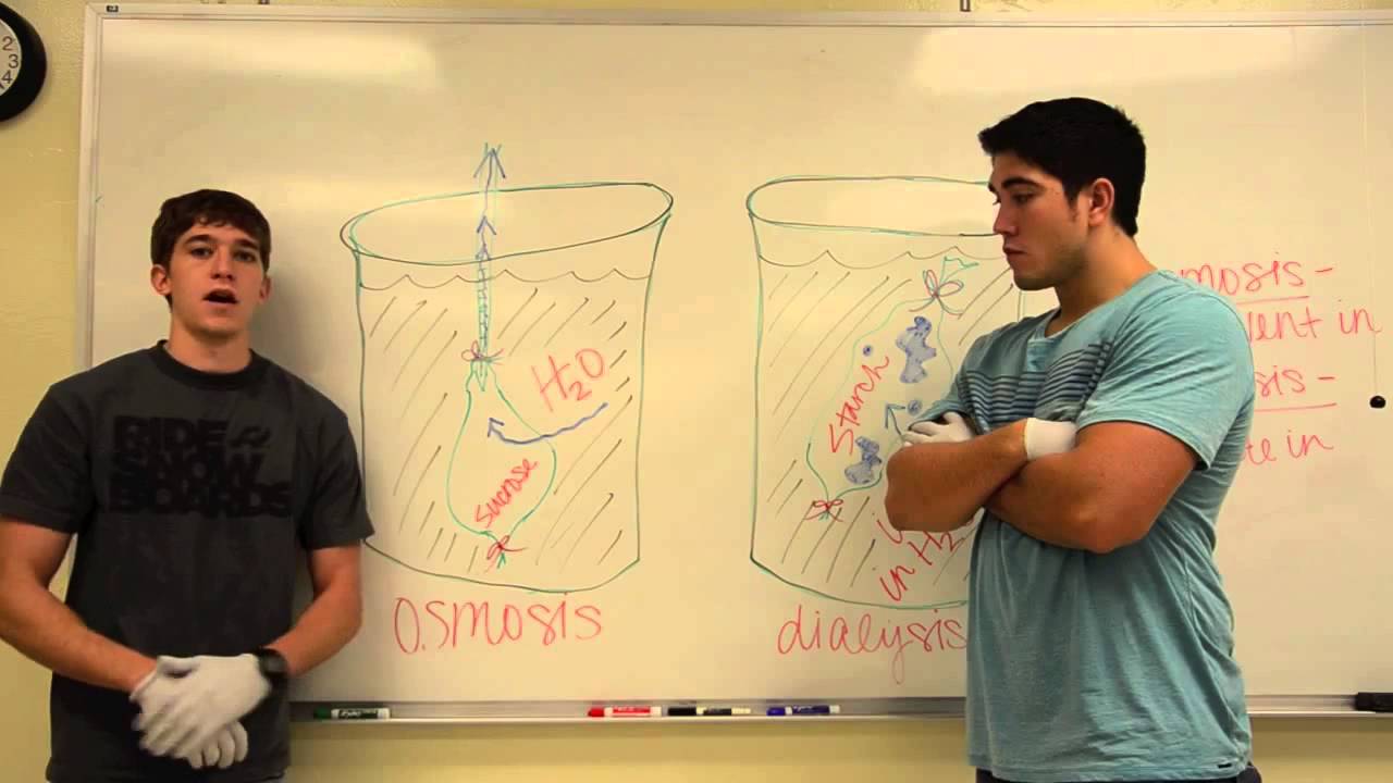 Pre-Lab Osmosis & Dialysis