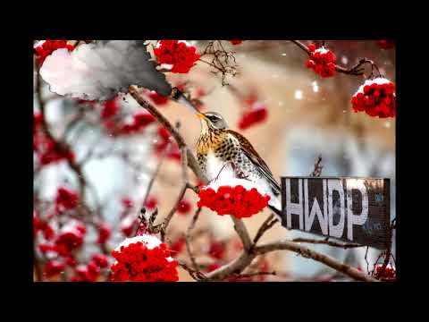 03. Yung Diler - Jarzębina (ft. Konsument, Erol)