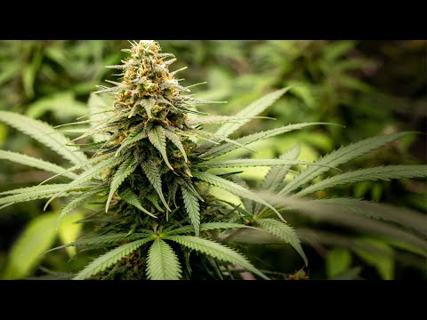 Cannabis als Heilmittel