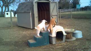 preview picture of video 'Pumpkin & Boo at Days End Farm Horse Rescue'