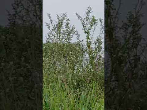 #shorts. hoje aqui em Cachoeira do mato Bahia amanheceu assim chuvoso