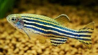 Alain Schneider  Aqua tu rêves