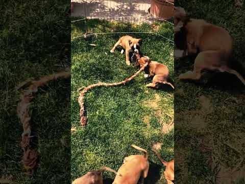 Boxer puppy for sale