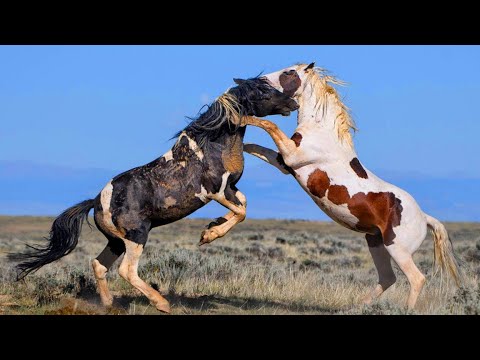 , title : 'Wild Horses 🐎 Cavalos Selvagens 🐎'