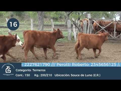 Lote MACHOS  A TERMINO - Sauce de Luna ER