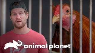 Thumbnail del capítulo